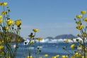 flowers-n-ice.jpg flowers-n-ice.jpg